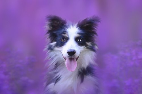 dog  portrait  animal