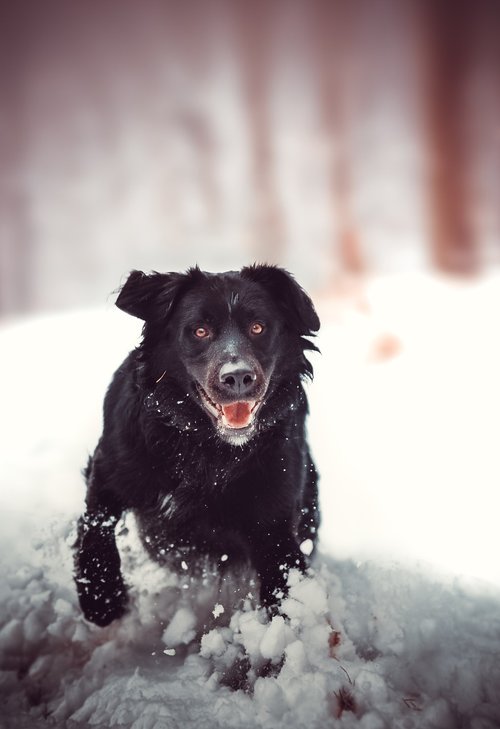 dog  retriwer  snow