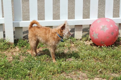 dog  ball  summer