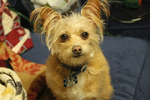 dog  yorkshire terrier  chihuahua