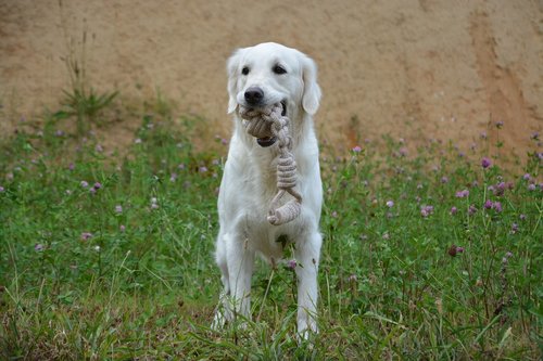 dog  dog with game  dog golden retriever
