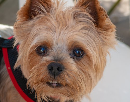 dog  yorkshire terrier  nice