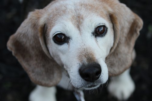 dog  beagle  cute