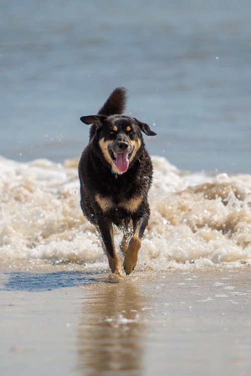 dog  beach  happy