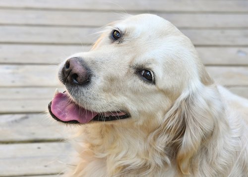 dog  golden retriever  portrait