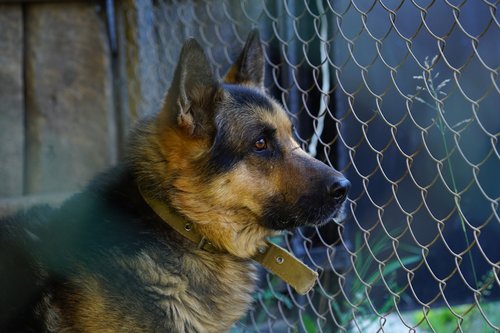 dog  german shepherd  shepherd