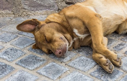 dog  sleep  park