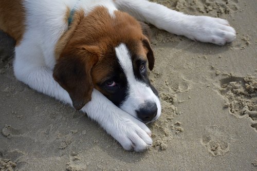 dog  beach  summer
