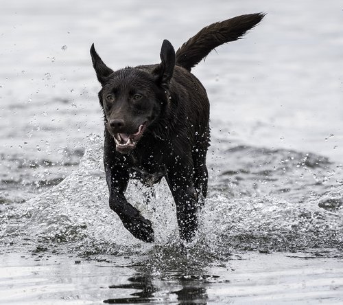 dog  running  playing