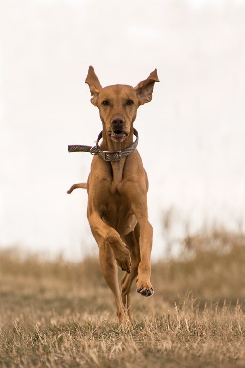 dog  race  sprint