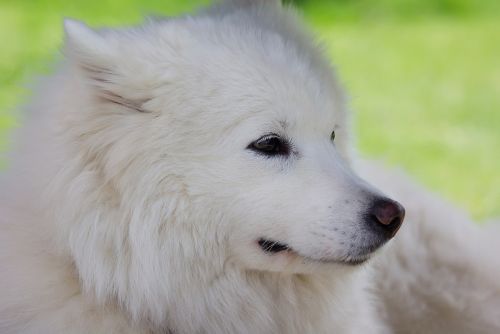 dog laika white