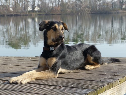 dog  hybrid  lake