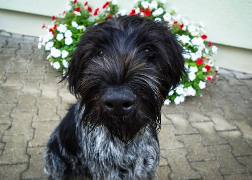dog  black dog  german wire hair