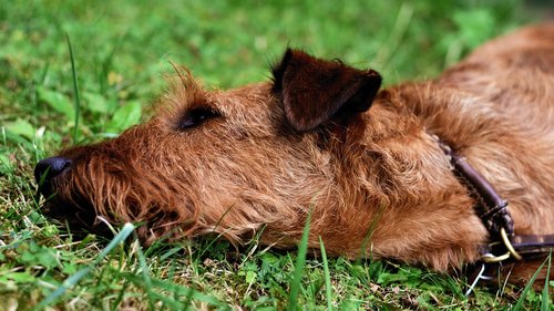 dog  irish terrier  fur