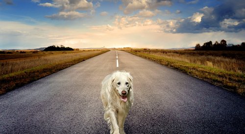 dog  animal  road