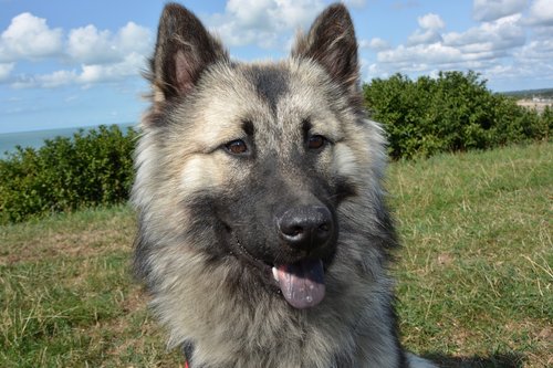 dog  bitch dog eurasier  portrait