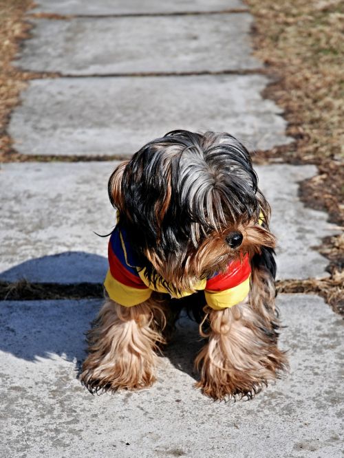 dog puppy pavement