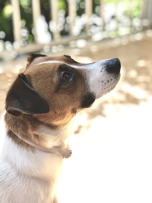 dog  jack russell  adorable