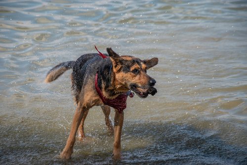 dog  water  nature