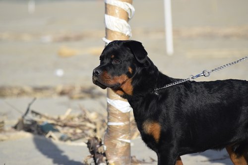 dog  animal  beach