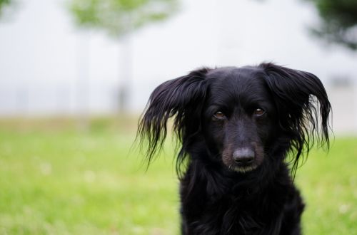 dog animal portrait cute