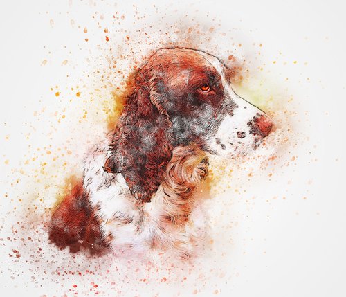dog  portrait  spaniel