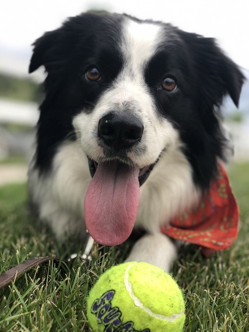 dog  tongue  tennis ball
