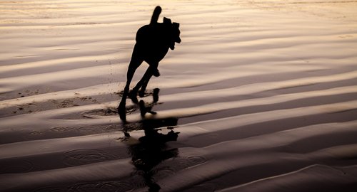 dog  reflection  sand