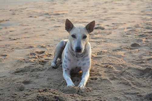 dog  beach dog  pet