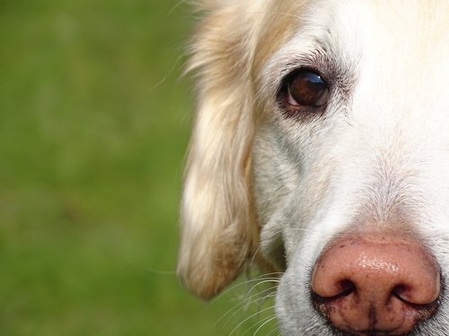 dog  nose  portrait