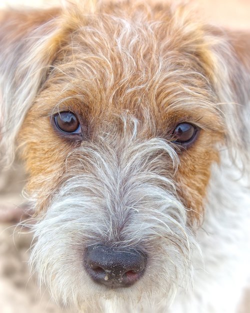 dog  parson russel terrier  pet