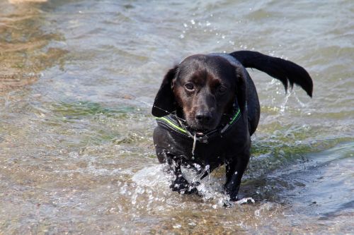 dog hybrid black