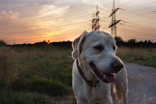 dog  sunset  nature