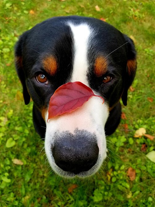 dog  leaf  nose