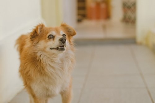 dog  cão  cachorro