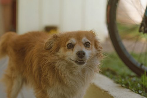 dog  cão  cachorro