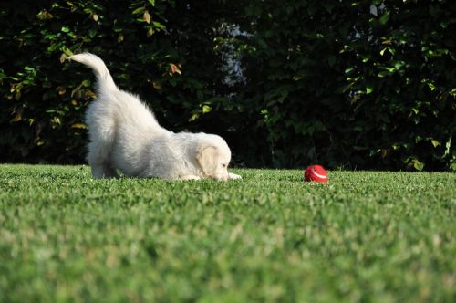 dog game golden retriever