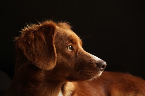 dog  toller  pet