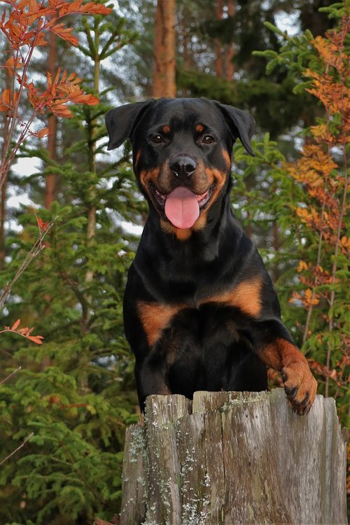 dog  rottweiler  forest