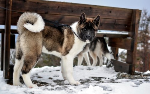 dog  akita  american