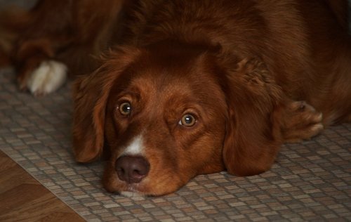 dog  toller  pet