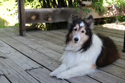 dog  collie  pet