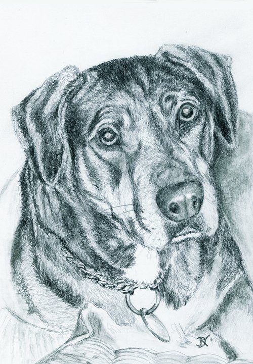 dog  animal  drawing