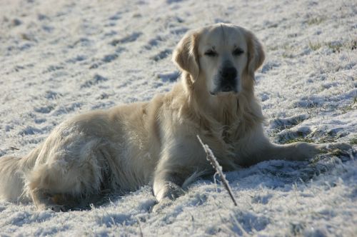 dog snow concerns