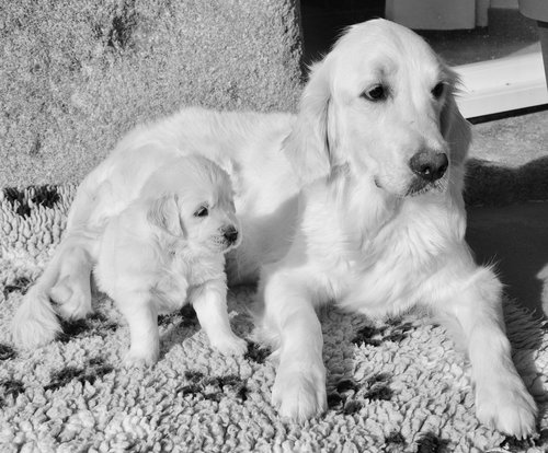 dog  bitch  mother golden and her little