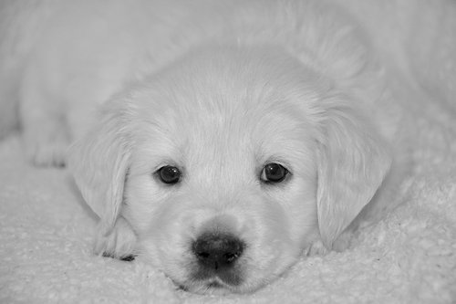 dog  puppy  photo black white