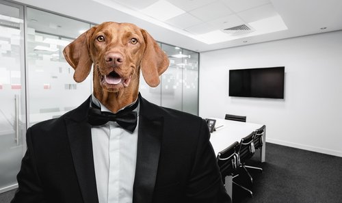 dog  suit  office