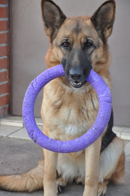 dog  shepherd  wheel