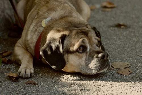 dog  pet  quadruped