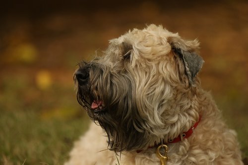 dog  terrier  wheaten